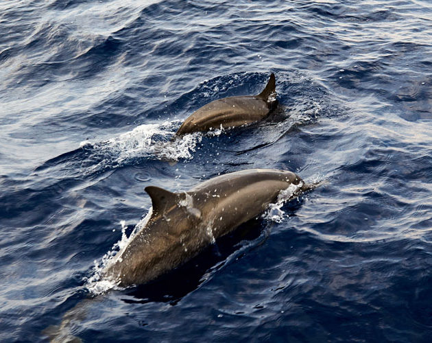 Wayfarers Atlas Soneva Jani Maldives dolphin cruise