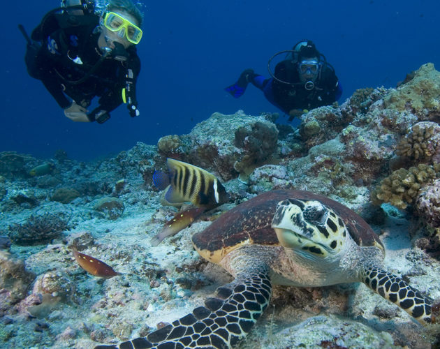 Underwater shot of divers and turtle at Six Senses Malolo Fiji