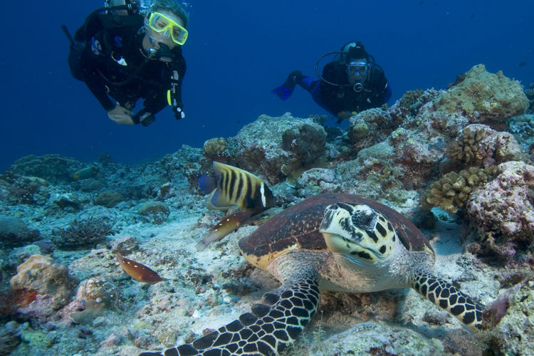 Underwater shot of divers and turtle at Six Senses Malolo Fiji