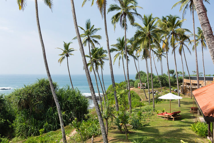 coconut palms at Cape Weligama
